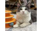Adopt Ruckus--Quiet, easygoing kitty! $50! a Domestic Long Hair