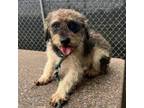 Adopt Rudy a Schnauzer