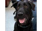 Adopt Ace a Airedale Terrier