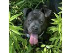 Adopt Eeyore a Pit Bull Terrier