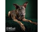 Adopt Butch Cassidy a Dutch Shepherd