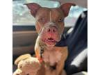 Adopt Ronald a Pit Bull Terrier