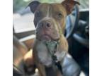 Adopt Ronald a Pit Bull Terrier
