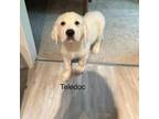 Adopt Teledoc a Great Pyrenees, Mixed Breed