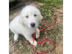 Adopt Xandr a Great Pyrenees, Mixed Breed