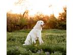 Adopt Ret a Great Pyrenees, Mixed Breed