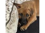 Adopt Dom CFS 240030437 a German Shepherd Dog