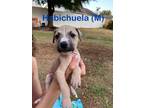 Adopt Habichuela a Mixed Breed, Black Mouth Cur