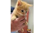 Adopt Sweet Potato a Domestic Short Hair