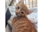 Adopt Stanley - bright orange and white a Domestic Short Hair