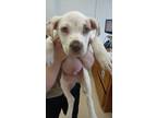 Adopt wiggles a Mixed Breed