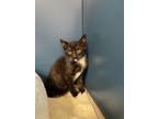 Adopt PICARONE a Domestic Short Hair