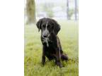 Adopt Benedict a Golden Retriever, Standard Poodle