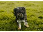 Adopt Flip a Havanese, Mixed Breed