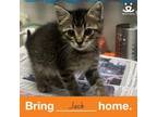 Adopt Jack a Domestic Short Hair