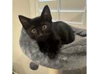 Adopt Riesling a Domestic Short Hair