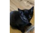 Adopt Squeaks a Domestic Short Hair