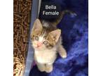 Adopt Bella (avail pre-adoption) a Tabby, Domestic Short Hair