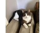Adopt Cody - HOUSED IN PETCO - TELEGRAPH a Domestic Short Hair