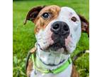 Adopt Daredevil a Mixed Breed