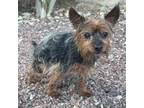 Adopt Coco David F NV a Yorkshire Terrier