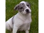 Adopt Marco Roni a Mixed Breed