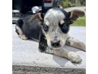 Adopt Billboard Litter Roar: COH-A-9701 a Australian Cattle Dog / Blue Heeler