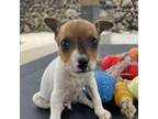 Adopt Expresso:COH-A-9698 a Mixed Breed
