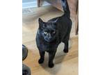 Adopt Azalea a Domestic Short Hair