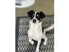 Adopt Lilo a Rat Terrier, Mixed Breed