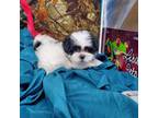 Maltese Puppy for sale in Vinemont, AL, USA