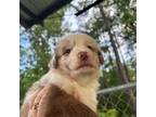 Miniature Australian Shepherd Puppy for sale in Conway, SC, USA