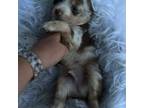 Miniature Australian Shepherd Puppy for sale in Conway, SC, USA