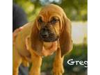 Adopt Greg a Bloodhound