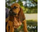 Adopt Peter a Bloodhound