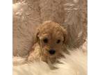 Poodle (Toy) Puppy for sale in Elkin, NC, USA