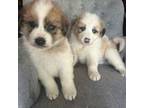 Gorgeous puppies
