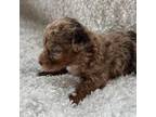 Mutt Puppy for sale in Flippin, AR, USA