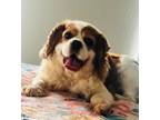 Adopt Tucker a Cavalier King Charles Spaniel