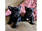 French Bulldog Puppy for sale in Marengo, IA, USA