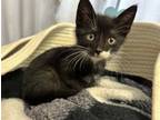 Adopt Pockets a Domestic Short Hair