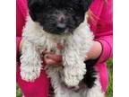 Shih-Poo Puppy for sale in Crivitz, WI, USA