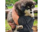 Alaskan Malamute Puppy for sale in Crivitz, WI, USA