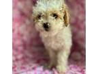 Maltipoo Puppy for sale in Raeford, NC, USA