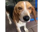 Adopt Kevin a Beagle