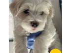 Maltipoo Puppy for sale in Las Vegas, NV, USA