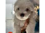 Maltipoo Puppy for sale in Las Vegas, NV, USA