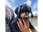 Doberman Pinscher Puppy for sale in Boca Raton, FL, USA