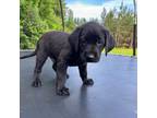 Labrador Retriever Puppy for sale in Odum, GA, USA
