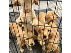 Golden Retriever Puppy for sale in Waddell, AZ, USA